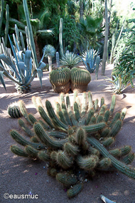 Jardin Majorelle